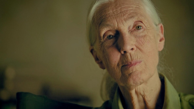 珍·古道尔(Jane Goodall,1934.4.3~2025.10.1)