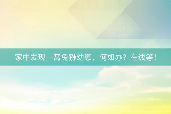 家中发现一窝兔狲幼崽，何如办？在线等！